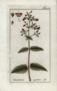 水生スクロフラ（Scrophularia aquatica）。オランダ、ヨハネス・ゾーン（1739-1799）作「Afbeelding der Artseny-Gewassen」のリトグラフ。 作： Unbekannter Künstler
