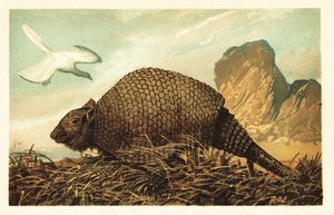 始祖鳥 lithographica と Panochthus tuberculatus.1908 (リトグラフ) 作： Unbekannter Künstler