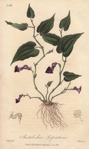 アリストローチェ（Aristolochia serpentaria） - ジョン・チャーチルがロンドンで出版したジョン・ステファンソンとジェームズ・モース・チャーチルの「医学植物学、ロンドン、エジンバラ、ダブリンの薬用植物の説明」の挿絵としてウィリアム・クラークが描いた強い水。 作： Unbekannter Künstler