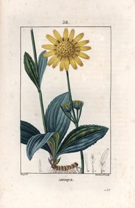 アルニケ（アルニカ） - ピエール・ジャン・フランソワ・トゥルパン（1775-1840）のデッサンに基づくランベール・フィルスのエングレーヴィング、La flore medicale, de Chaumeton, Poiret et Chamberet, Paris 1830より - 山アルニカ（アルニカ・モンタナ） - デッサンに基づくランベール・ジュニアのエングレーヴィング 作： Unbekannter Künstler