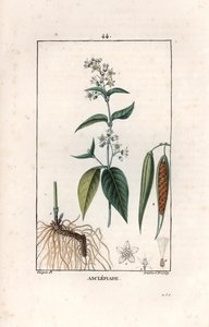 Asclepiade ou herbe à la wadding ou herbe aux parruches - ピエール・ジャン・フランソワ・トゥルパン（1775-1840）のデッサンから、ランベール・フィルのエングレーヴィング。