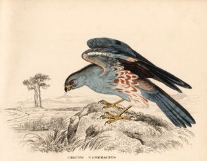 灰色ハヤブサ、Circus cineraceus。ゲオルク・フリードリッヒ・トライチケの自然史ギャラリー、ティエライヒ自然史ビルダーザール、リエプツィヒ所蔵の手彩色スチール版画。 作： Unbekannter Künstler