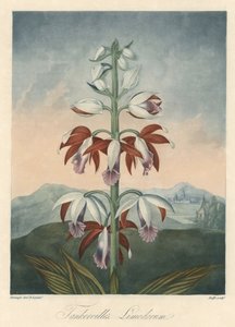 ロバート・ソーントン博士（1768-1837）著『The Temple of Flora』より抜粋。 作： Unbekannter Künstler