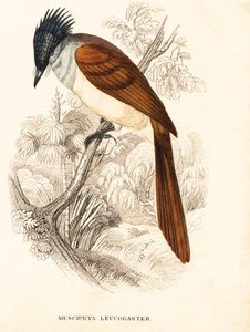 ヒマラヤ極楽鳥（Terpsiphone paradisi leucogaster）。ゲオルク・フリードリッヒ・トライチケの自然史ギャラリー、ティアライヒ自然史ビルダーザール、リエプツィヒ所蔵の手彩色スチール・エングレーヴィング。 作： Unbekannter Künstler