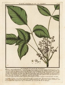 大西洋毒オーク、Toxicodendron pubescens。 作： Unbekannter Künstler