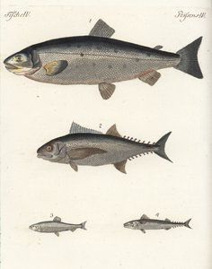 大西洋サケ（Salmo salar）1、マグロ（Thunnus species）2、大西洋ニシン（Clupea harengus）3、大西洋サバ（Scomber scombrus）4。フリードリヒ・ヨハン・ベルトゥヒの『子供のための絵本』（Bilderbuch fur Kinder）より、手彩色の銅版画。 作： Unbekannter Künstler