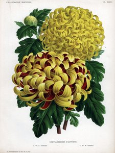 秋の菊の交配種：M.C.オーチャードは黄色の大輪と深紅の花を咲かせ、M.H.キャンネルは黄色の大輪を咲かせる。 作： Unbekannter Künstler
