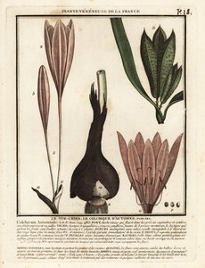 秋のクロッカス、Colchicum autumnale。 作： Unbekannter Künstler