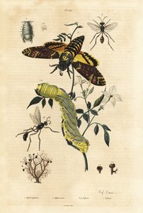 球状の地衣類 Sphaerophorus globulus 1、Dynamene crustacean 2、digger wasps Sphex species 3,4、African death