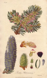 バルサムモミ (Abies balsamea) - ジョン・チャーチルが183年にロンドンで出版した、ジョン・ステファンソンとジェームズ・モース・チャーチルによる「医学植物学、ロンドン、エディンバラ、ダブリンの薬用植物の説明」の挿絵としてウィリアム・クラークが描いた強い水。 作： Unbekannter Künstler