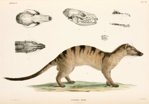 シベットジャコウネコ、インドネシア 作： Unbekannter Künstler