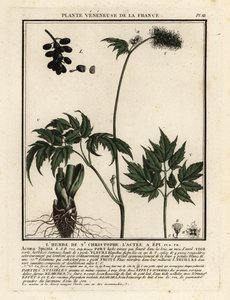 ベインベリー、Actaea spicata。 作： Unbekannter Künstler