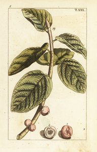 バンヤン イチジク ブランチ フルーツ、Ficus benghalensis。 作： Unbekannter Künstler