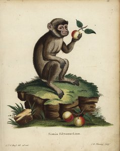 バーバリー類人猿。絶滅危惧種。Simia silvanus Linn.Johann Christian Daniel Schreber