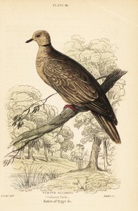 バーバリ鳩、Streptopelia risoria。 1889年（彫刻）