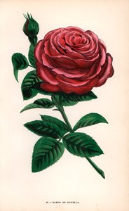 バロン・ド・ゴネラはイル・ブルボン種のバラで、1859年にムッシュ・ギヨ・シニアがリヨンで育成した。Hippolyte JamainとEugene Forneyの "Les Roses "からF.Grobonが自然をもとに描き、リトグラフしたクロモリトグラフ。 作： Unbekannter Künstler