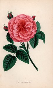 プレヴォスト男爵夫人のバラ、1843年にムッシュ・デスプレがムラン近郊のイエブルで育種した交配種。イポリット・ジャマンとウジェーヌ・フォルニーの "Les Roses "からF.グローボンが自然をもとに描き、リトグラフにしたクロモリトグラフ、パリ、J.ロスチャイルド。 作： Unbekannter Künstler