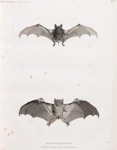 エジプトのコウモリ 作： Unbekannt