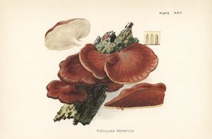 ビフテキタケ、Fistulina hepatica。ウィリアム・ハミルトン・ギブソンの著書「Our Edible Toadstools and Mushrooms」に掲載された植物図版をもとにしたクロモリトグラフ。 作： Unbekannter Künstler