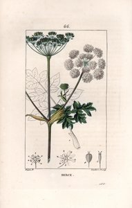 Berce ou charavie - ピエール・ジャン・フランソワ・トゥルパン（1775-1840）のデッサンに基づくランベール・フィルのエングレーヴィング、La flore medicale, de Chaumeton, Poiret et Chamberet, Paris 1830より - Common hogweed or cow parsnip, Heracleum sphondylium - ランベール・Jのエングレーヴィング
