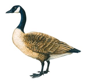 Bernache du Canada - Ganso do Canadá (Branta canadensis) 作： Unbekannter Künstler