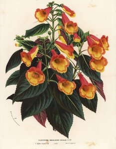 アキメナンサ×ナエゲリオイデスのバイカラー品種（Plectopoma naegelioides bicolor）。Louis van Houtte and Charles Lemaire