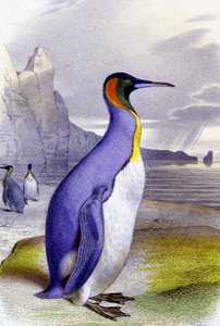 ビッグ・ペンギン 1850年頃（リトグラフ） 作： Unbekannter Künstler