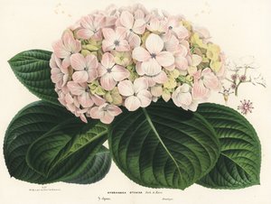 大葉アジサイ、Hydrangea macrophylla (Hydrangea otaksa)。Louis van Houtte and Charles Lemaire