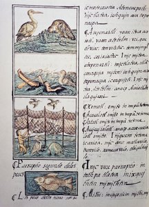 湖の鳥狩り、スペイン人宣教師Fray Bernardino de Sahagun（1499-1590）によるフィレンツェ写本のページ、スペイン語とナワトル語の対訳、「新スペインの事物の一般的な歴史」。アステカ文明 作： Benjamin Baud