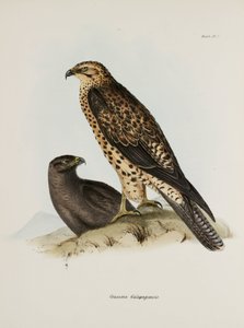 猛禽類、ガラパゴス諸島、1832-1836年頃 作： Unbekannt