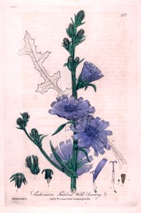 苦いチコリ（Cichorium intybus）植物図版（ウィリアム・バクスターとチャールズ・マシューズ著「英国形質植物学」1841年刊より