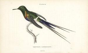 クロハラハチドリ（Discosura langsdorffi）。Sir William Jardine