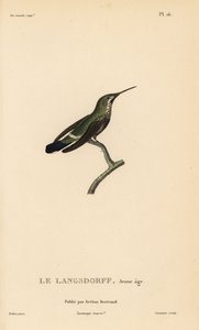 Black-bellied thorntail, Discosura langsdorffi (Ornismya langsdorfii)。未成熟。Rene Primevere Lesson