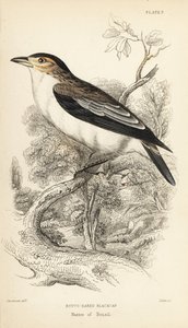 ブラッククラウン・ティティラ、ティティラ・インクイジター（Rufos-eared black-cap, Psaris erythrogenys）。Sir William Jardine