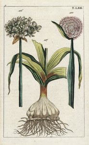 黒ニンニク（Allium nigrum）186とタマネギ（Allium cepa）球根187と花188。G. T. Wilhelmの "Unterhaltungen aus der Naturgeschichte"（自然史百科事典）に掲載された植物図版の手彩色銅版画。