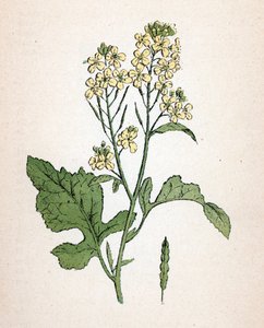 ブラックマスタード（セネブノワール）（Brassica nigra）（ブラックマスタード） ポール・ハリオ著「Atlas colorie des plantes medicinales」より 植物図版 作： Unbekannter Künstler