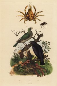 クロオリオリ、Oriolus hosii 1、ミドリオリオリ、Oriolus flavocinctus 1a、四つ角のクモガニ、Pisa tetraodon 2、ゾウムシ、Pissodes species 3 作： Unbekannt
