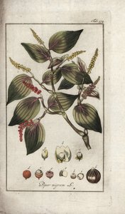 黒胡椒の皿（Piper nigrum）。オランダ、ヨハネス・ゾーン（1739-1799）作「Afbeelding der Artseny-Gewassen」のリトグラフ。 作： Unbekannter Künstler