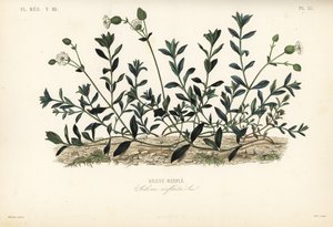 Bladder campion, Silene vulgaris, Silene inflata, Silene renfle 作： Unbekannt