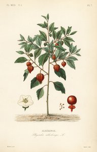 Bladder cherry or Chinese lantern, Physalis alkekengi, Alkekenge 作： Unbekannt