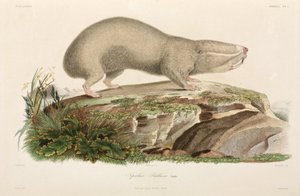メクラネズミ、黒海地域 作： Unbekannter Künstler