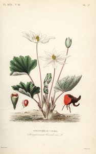 ブラッドルート、Sanguinaria canadensis、Sanguinaire du Canada 作： Unbekannt