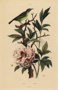 ブルーヘッド・ファンテイル（Rhipidura cyaniceps）1、シャクヤク（Paeonia suffruticosa）2 作： Unbekannt