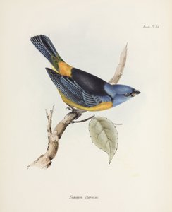 青と黄色のタネ、南アメリカ、c 1832-1836 作： Unbekannter Künstler
