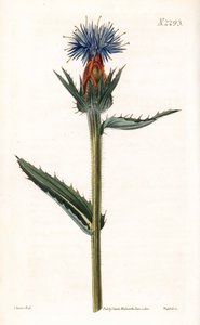 青いカルドンセル - 青いアザミまたは青い花のカルタムス、Carthamus caeruleus。Samuel Curtis