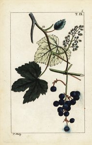 つる、Vinis vitifera の青いブドウ。 作： Unbekannter Künstler