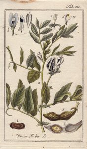 植物学：花、葉、さやに入った豆を持つマメ科の植物、ビシア・ファバ。ドイツ、ヨハネス・ゾーンの "Icons plantarum medicinalium "より、B.タナーのデッサンによる手彩色銅版画。 作： Unbekannter Künstler