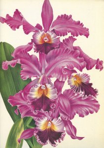ボタニカルボード/Cattleya labiata var.Perfecta/Lindenia 作： Unbekannt