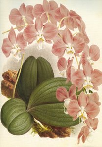 ボタニカルボード／Phalaenopsis sanderiana／Lindenia 作： Unbekannt