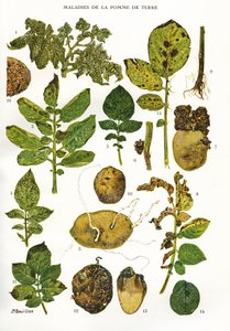 植物委員会/ジャガイモの病気/Solenum tuberosum